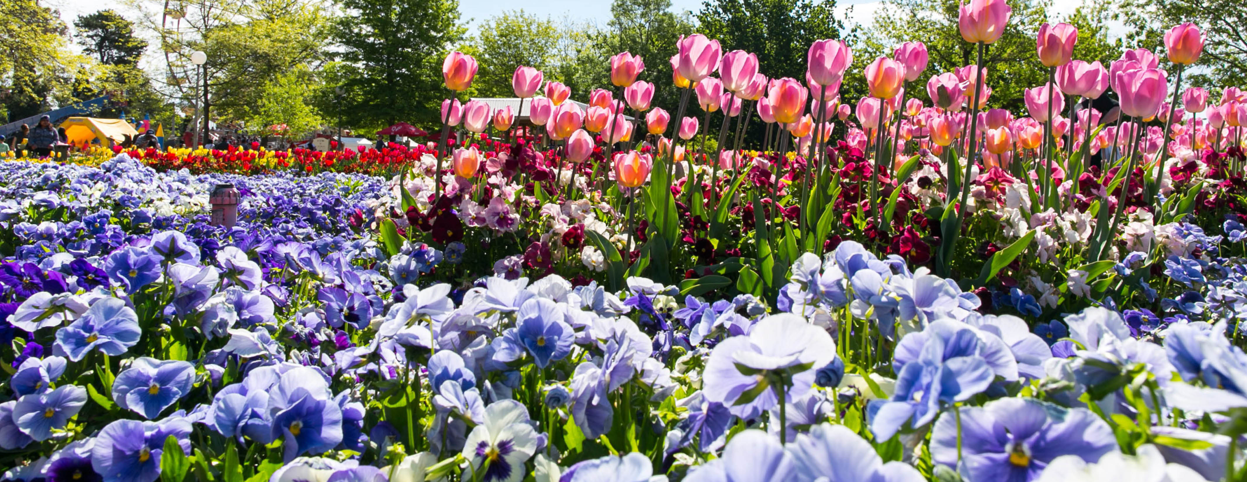 A sea of pink, red and yellow tulips surrounded by pansies with a Ferris wheel in the distance in Commonwealth Park during Floriade.