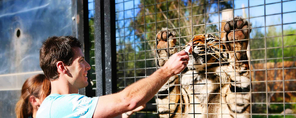 A male visitor feeds a hungry tiger through a gate.