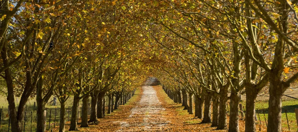 A tree-lined road in the Southern Highlands.